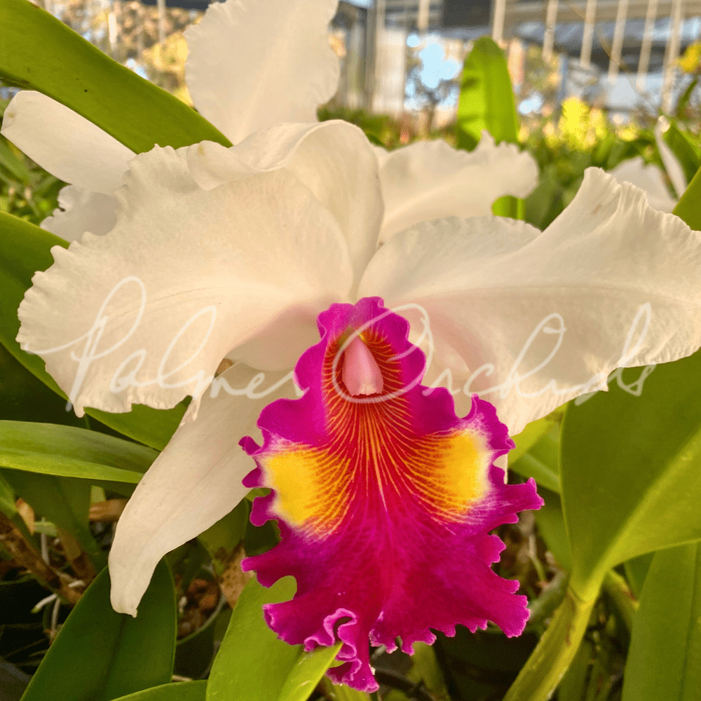 オトリ・カエデ Cattleya De Loris Ziegfeld 'Caruthers' AM/AOS — Palmer Orchids